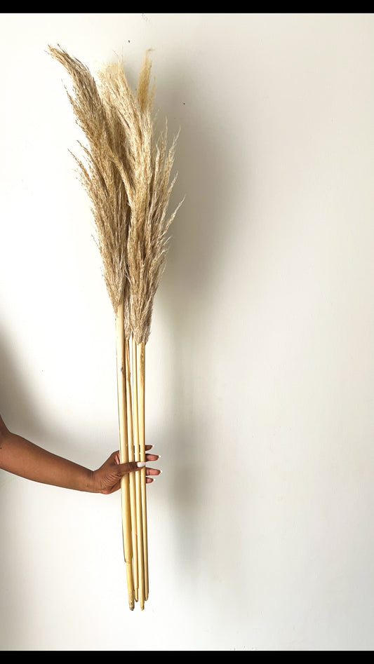 Natural Dried Pampas Grass